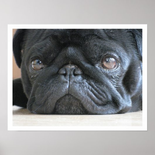 Black French Bulldog Face Poster (Vorne)