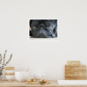 Black French Bulldog Face Poster (Küche)