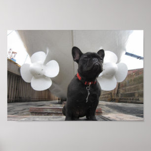 Black French Bulldog Poster