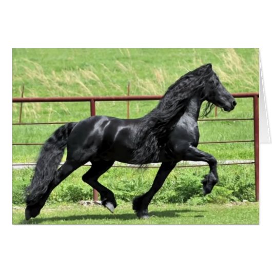Black Friesian Horse (Vorderseite (Horizontal))