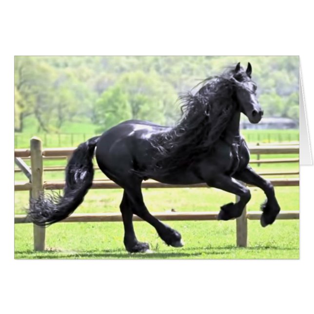 Black Friesian Horse (Vorderseite (Horizontal))