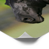 Black Friesian Horse Stallion Headshot Poster (Ecke)