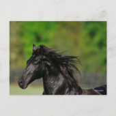 Black Friesian Horse Stallion Headshot Postkarte (Vorderseite)