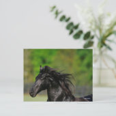 Black Friesian Horse Stallion Headshot Postkarte (Stehend Vorderseite)
