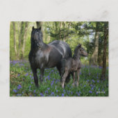 Black Friesian Mare and Foal in Bluebells Postkarte (Vorderseite)