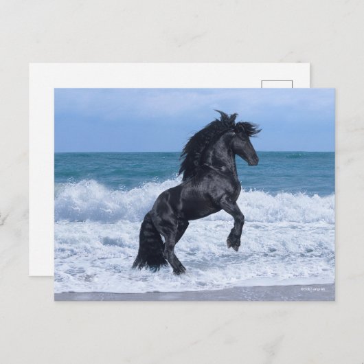 Black Friesian Stallion Rearing In the Sea Postkarte (Vorne/Hinten)