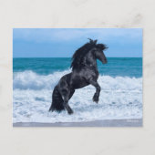 Black Friesian Stallion Rearing In the Sea Postkarte (Vorderseite)