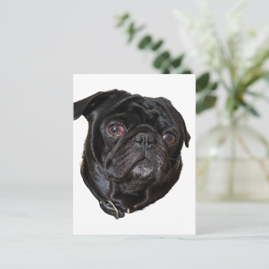 Black Funny Mops Postkarte (Stehend Vorderseite)