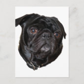 Black Funny Mops Postkarte (Vorderseite)