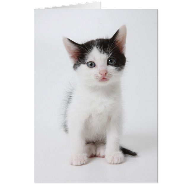 Black Gepunktet Kitten (Vorne)