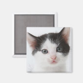 Black Gepunktet Kitten Magnet (Vorderseite/Rückseite)