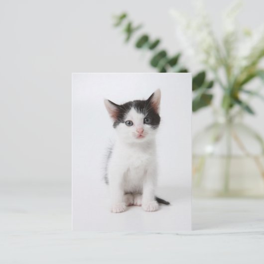 Black Gepunktet Kitten Postkarte (Stehend Vorderseite)
