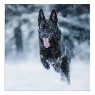 Black German Shepherd in snow Duvet Cover Acryl Wandkunst