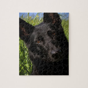 black german shepherd puzzle
