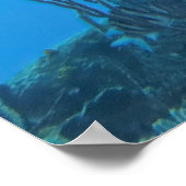 Black Grouper in Roatan Poster (Ecke)