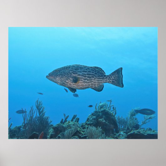Black Grouper in Roatan Poster (Vorne)