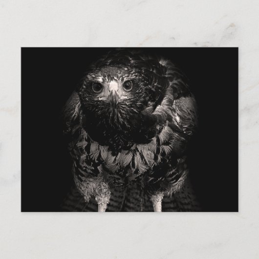 Black Hawk Postkarte (Vorderseite)