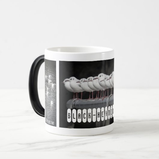 Black-headed Gull:Morfing Mag Verwandlungstasse (Vorderseite Links)