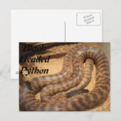 Black Headed Python Postkarte (Vorne/Hinten)