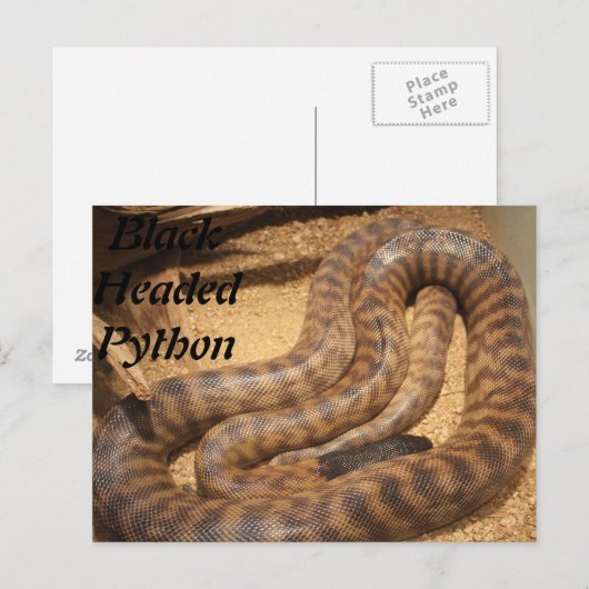 Black Headed Python Postkarte (Vorne/Hinten)
