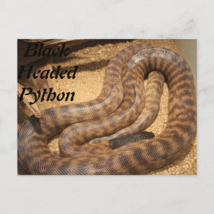 Black Headed Python Postkarte