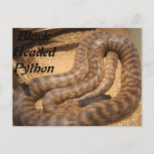 Black Headed Python Postkarte (Vorderseite)