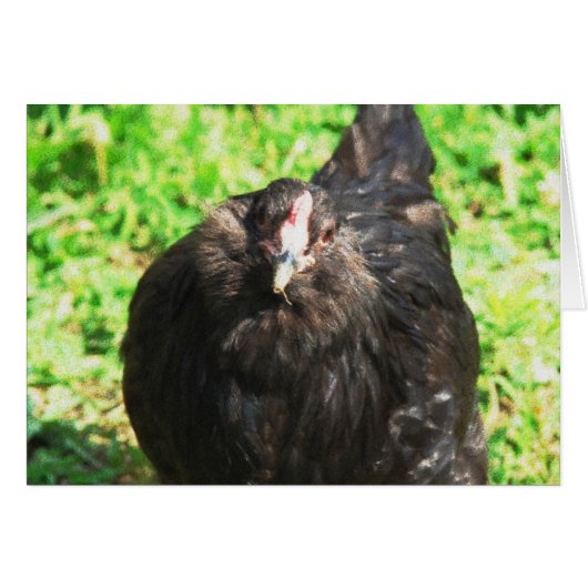 Black Hen (Vorderseite (Horizontal))