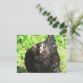 Black Hen Postkarte (Stehend Vorderseite)