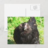 Black Hen Postkarte (Vorne/Hinten)