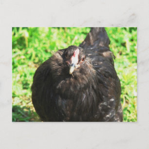 Black Hen Postkarte