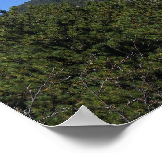 Black Hills Panoramic 53 Poster (Ecke)