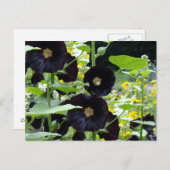 Black Hollyhocks Postkarte (Vorne/Hinten)