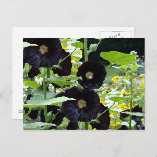 Black Hollyhocks Postkarte (Vorne/Hinten)