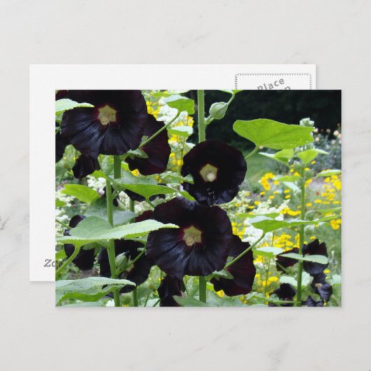 Black Hollyhocks Postkarte (Vorne/Hinten)