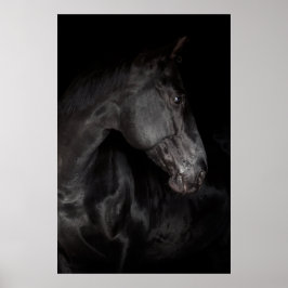 Black Horse Hallion Foto Nature Wall Poster