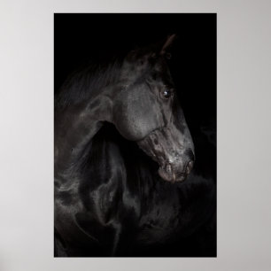 Black Horse Hallion Foto Nature Wall Poster