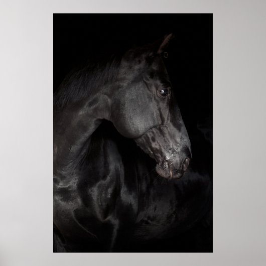 Black Horse Hallion Foto Nature Wall Poster (Vorne)