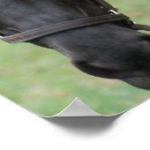 Black Horse Poster (Ecke)