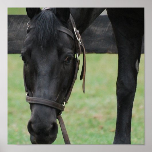 Black Horse Poster (Vorne)