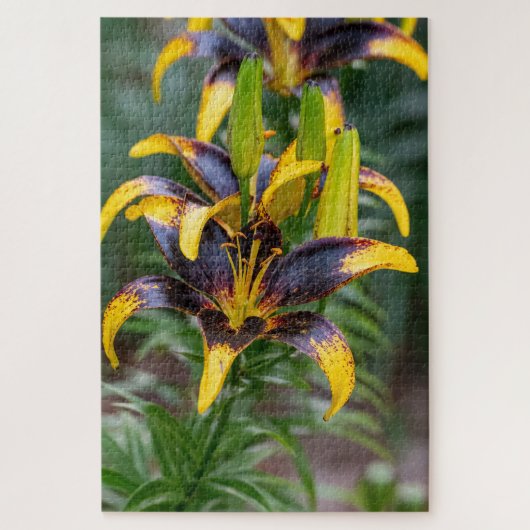 Black Hybride Lily - Dramatisches Foto Puzzle (Vertikal)