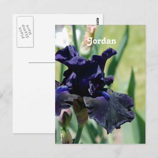 Black Iris Postkarte (Vorne/Hinten)