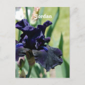 Black Iris Postkarte (Vorderseite)