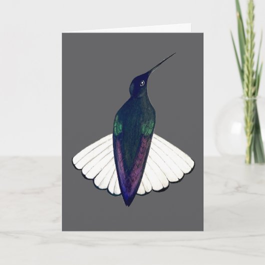 Black Jacobin Hummingbird  Karte (Vorderseite)