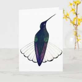 Black Jacobin Hummingbird Karte