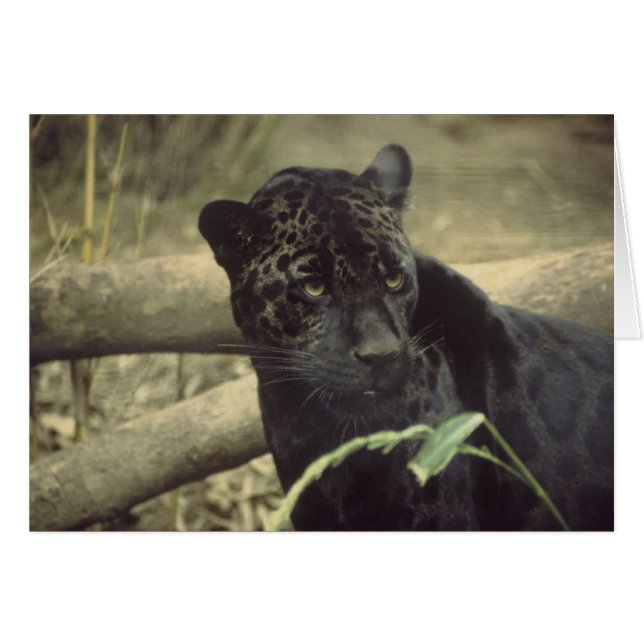 Black_Jaguar Art (Vorderseite (Horizontal))