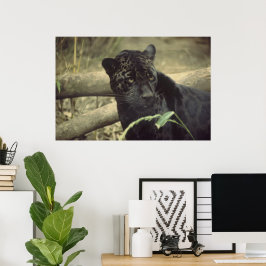 Black_Jaguar Art Poster