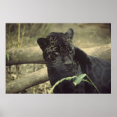 Black_Jaguar Art Poster (Vorne)