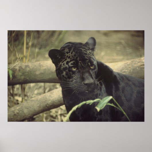 Black_Jaguar Art Poster (Vorne)