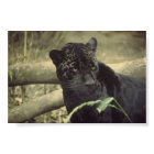 Black_Jaguar Art
