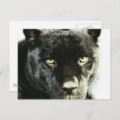 Black Jaguar Panther Eyes Postcard Postkarte (Vorne/Hinten)